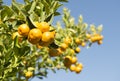 Kumquat tree orchard growing in western Queensland