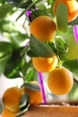 Citrus kumquat in houseplants close up Royalty Free Stock Photo