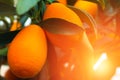 Kumquat tree. small oranges Royalty Free Stock Photo