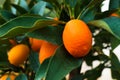Kumquat tree. small oranges Royalty Free Stock Photo