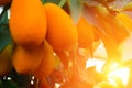 Kumquat tree. small oranges Royalty Free Stock Photo