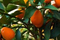Kumquat tree. small oranges Royalty Free Stock Photo