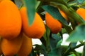 Kumquat tree. small oranges Royalty Free Stock Photo