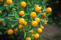 Kumquat tree. Together with Peach blossom tree, Kumquat is one of 2 must have trees in Vietnamese Lunar New Year holiday in north. Royalty Free Stock Photo