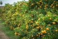 Kumquat tree. Together with Peach blossom tree, Kumquat is one of 2 must have trees in Vietnamese Lunar New Year holiday in north. Royalty Free Stock Photo