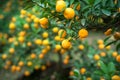 Kumquat tree. Together with Peach blossom tree, Kumquat is one of 2 must have trees in Vietnamese Lunar New Year holiday in north. Royalty Free Stock Photo