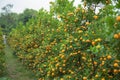 Kumquat tree. Together with Peach blossom tree, Kumquat is one of 2 must have trees in Vietnamese Lunar New Year holiday in north.