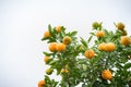 Kumquat tree. Together with Peach blossom tree, Kumquat is one of 2 must have trees in Vietnamese Lunar New Year holiday in north. Royalty Free Stock Photo