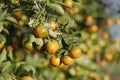 Kumquat tree. Together with Peach blossom tree, Kumquat is one of 2 must have trees in Royalty Free Stock Photo