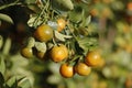 Kumquat tree. Together with Peach blossom tree, Kumquat is one of 2 must have trees in Royalty Free Stock Photo