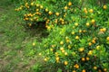 Kumquat tree. Together with Peach blossom tree, Kumquat is one of 2 must have trees in Vietnamese Lunar New Year holiday in north. Royalty Free Stock Photo