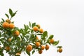 Kumquat tree. Together with Peach blossom tree, Kumquat is one of 2 must have trees in Vietnamese Lunar New Year holiday in north. Royalty Free Stock Photo