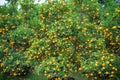 Kumquat tree. Together with Peach blossom tree, Kumquat is one of 2 must have trees in Vietnamese Lunar New Year holiday in north. Royalty Free Stock Photo