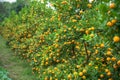 Kumquat tree. Together with Peach blossom tree, Kumquat is one of 2 must have trees in Vietnamese Lunar New Year holiday in north. Royalty Free Stock Photo