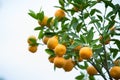 Kumquat tree. Together with Peach blossom tree, Kumquat is one of 2 must have trees in Vietnamese Lunar New Year holiday in north. Royalty Free Stock Photo