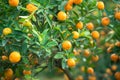 Kumquat tree. Together with Peach blossom tree, Kumquat is one of 2 must have trees in Vietnamese Lunar New Year holiday in north. Royalty Free Stock Photo