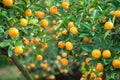 Kumquat tree. Together with Peach blossom tree, Kumquat is one of 2 must have trees in Vietnamese Lunar New Year holiday in north. Royalty Free Stock Photo