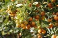 Kumquat tree. Together with Peach blossom tree, Kumquat is one of 2 must have trees in