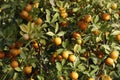 Kumquat tree. Together with Peach blossom tree, Kumquat is one of 2 must have trees in Royalty Free Stock Photo