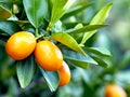 Kumquat Trees, For good luck and wealth. Chinese new year, Generative AI