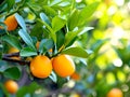 Kumquat Trees, For good luck and wealth. Chinese new year, Generative AI