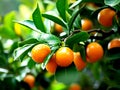 Kumquat Trees, For good luck and wealth. Chinese new year, Generative AI