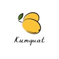 Kumquat vector cartoon flat illustration. Citrus fortunella sign. Fruit berry and vegetable logo