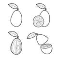 Kumquat Vector Illustration Hand Drawn Fruit Cartoon Art