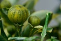 Kumquats as alkali plants Royalty Free Stock Photo