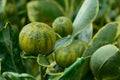 Kumquats as alkali plants Royalty Free Stock Photo