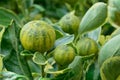 Kumquats as alkali plants Royalty Free Stock Photo