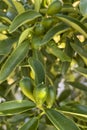 Kumquats or cumquats in Australian English, are a group of small, angiosperm, fruit-bearing trees in the family Rutaceae.