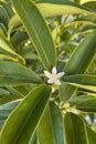 Kumquats or cumquats in Australian English, are a group of small, angiosperm, fruit-bearing trees in the family Rutaceae.