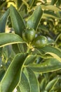 Kumquats or cumquats in Australian English, are a group of small, angiosperm, fruit-bearing trees in the family Rutaceae.