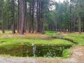 The Kumrat Forest, Upper Dir, KPK, Pakistan Royalty Free Stock Photo