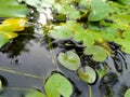 Kumudu water plant pond Royalty Free Stock Photo