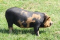 Kune Kune Pig Royalty Free Stock Photo