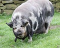 Kune Kune pig Royalty Free Stock Photo