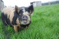 Kune Kune pig grazing in a field Royalty Free Stock Photo