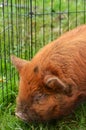 Kune pig Royalty Free Stock Photo