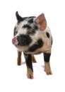 Kune kune pig  isolated on a white background Royalty Free Stock Photo