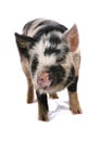 Kune kune pig  isolated on a white background Royalty Free Stock Photo