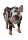 Kune kune pig Royalty Free Stock Photo