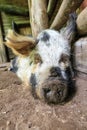 Kunekune