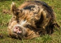 Kunekune Pig Royalty Free Stock Photo