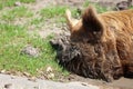 Kunekune Pig in the Mud Royalty Free Stock Photo