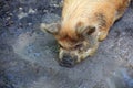 Kunekune Pig in the Mud Royalty Free Stock Photo