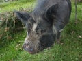 KuneKune pig