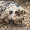 Kunekune pig Royalty Free Stock Photo