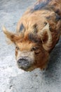 Kunekune pig, New Zealand`s unique breed of pig